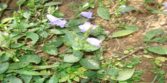 Strobilanthes consanguineus var. amomum